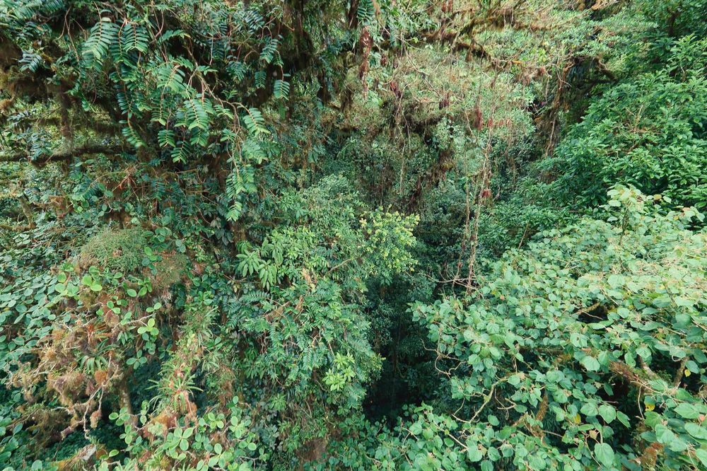 Dosel del bosque nuboso en Monteverde, Costa Rica